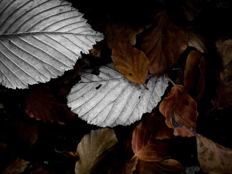 a leaf lying on the ground surrounded by leaves