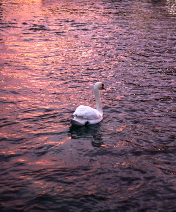 a white swan floating on top of a river