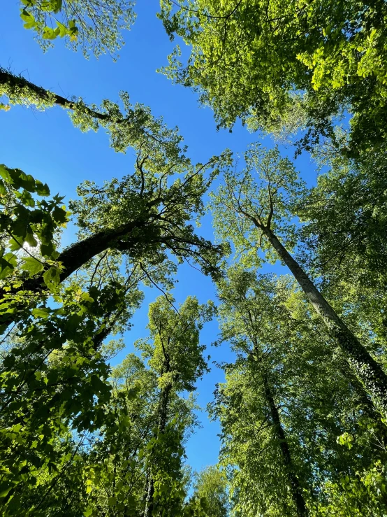 some trees on a sunny day, looking up