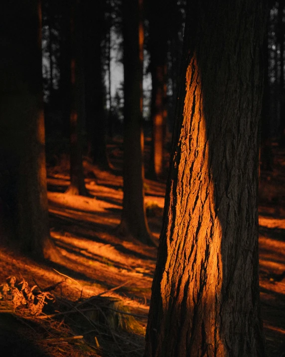 a tree trunk that is glowing orange in the sunlight