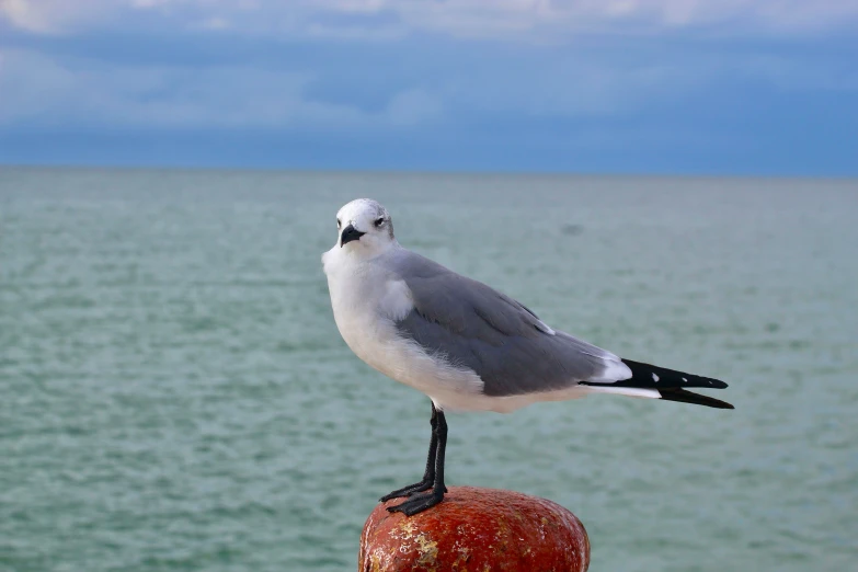 a white and black bird on top of an apple