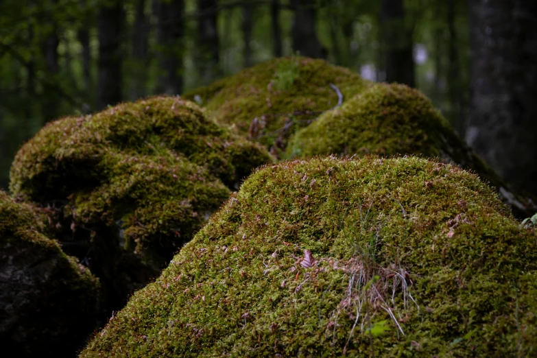 moss covered rocks in the middle of a forest