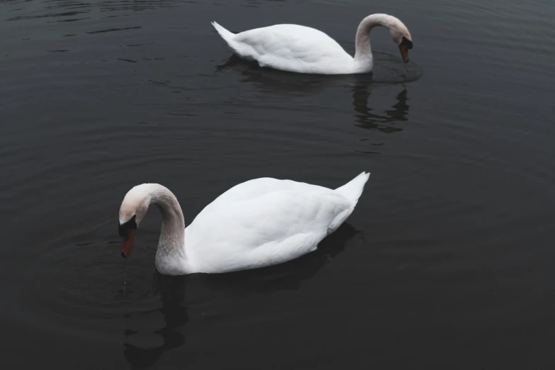 two swans swimming in the middle of the water