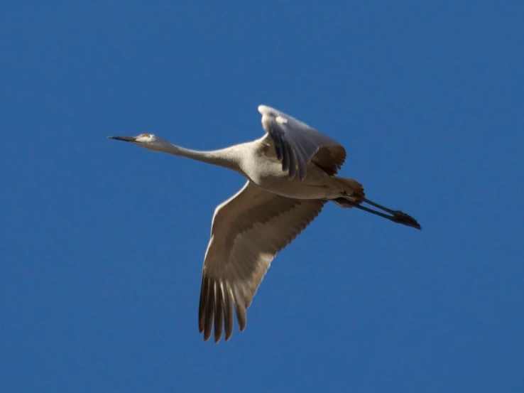 a long billed bird flying through a blue sky