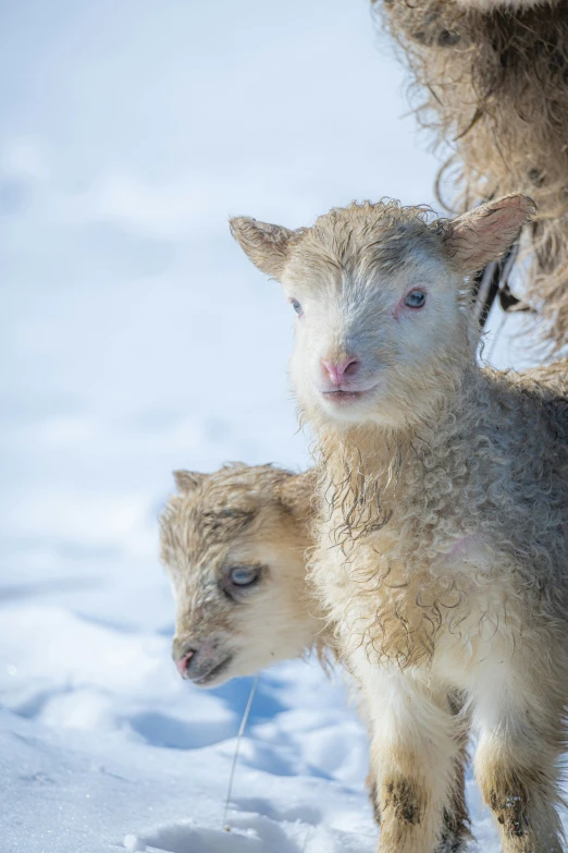 a mother sheep and her baby are playing in the snow