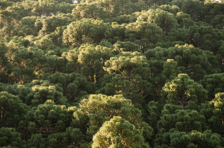 a dense grove of green pine trees in the afternoon sun