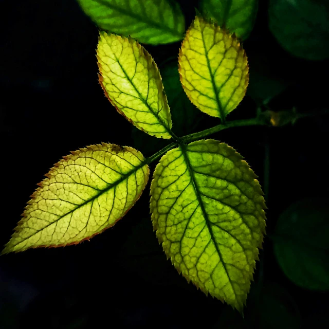 two leaves that are sitting together in the dark