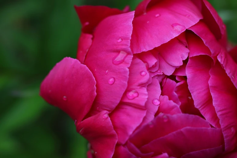 the flower is in bloom and is beginning to rain