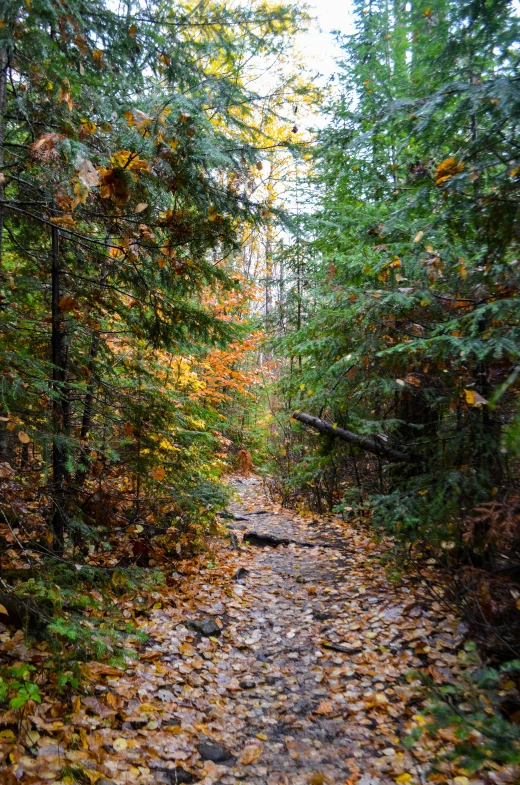 a forest filled with lots of green trees