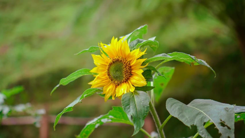 a sunflower in the middle of a grassy field