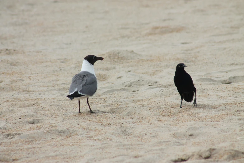 two birds standing on sandy ground next to each other