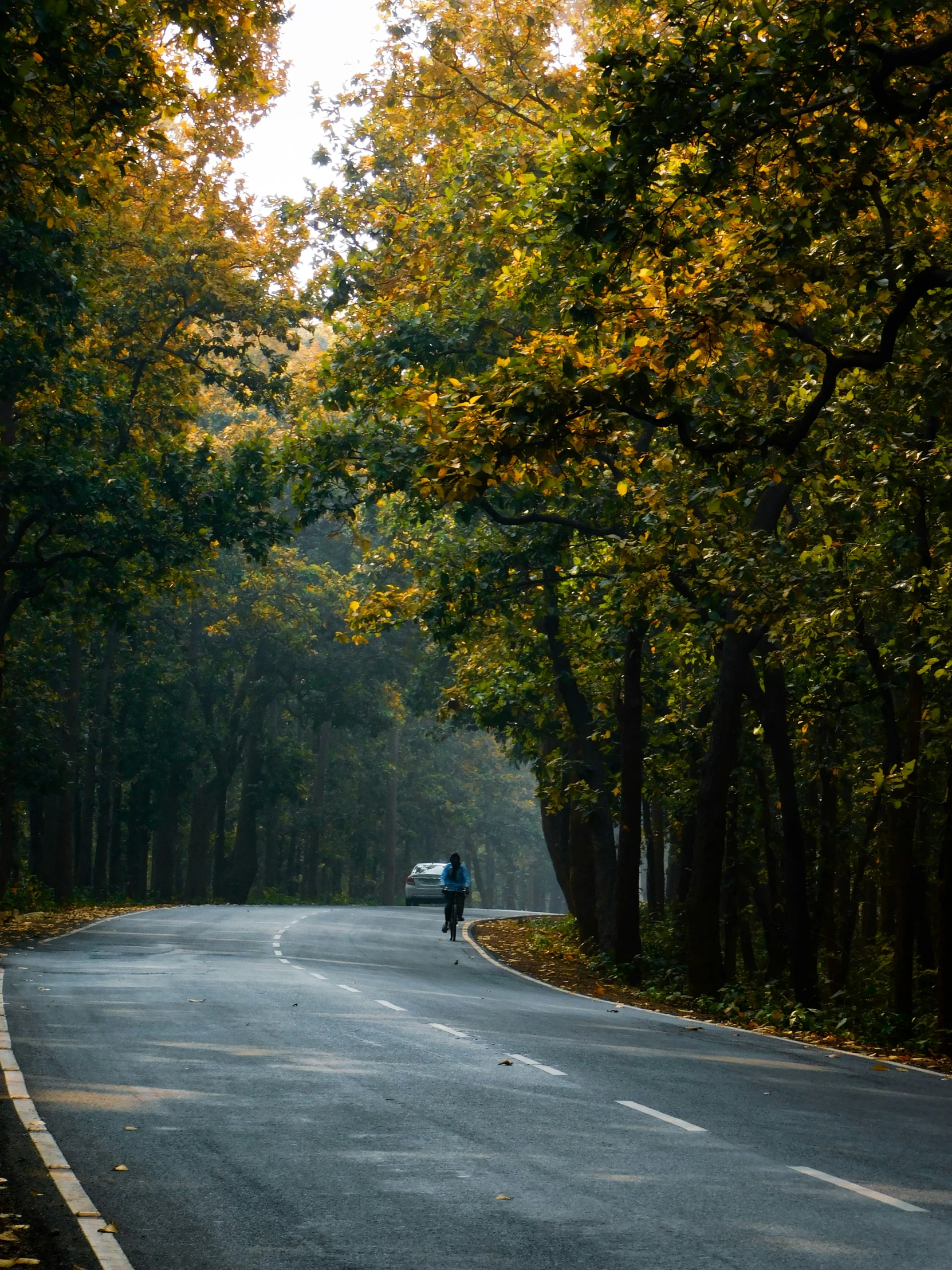 an asphalt road lined with trees and surrounded by leaves