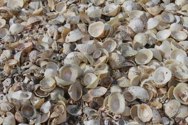 the shells have been collected by the shell collector