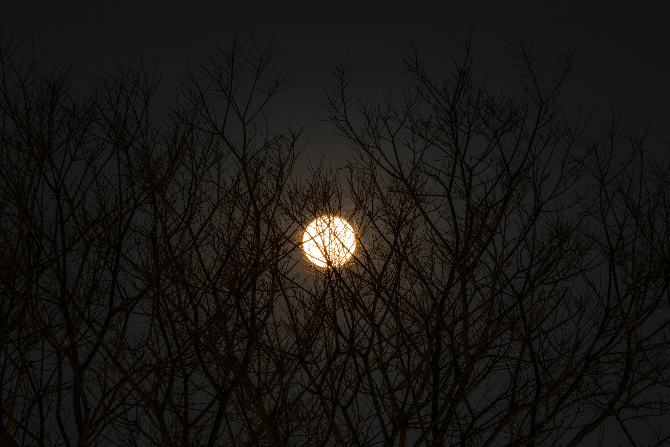 the moon is visible through tree nches in the dark