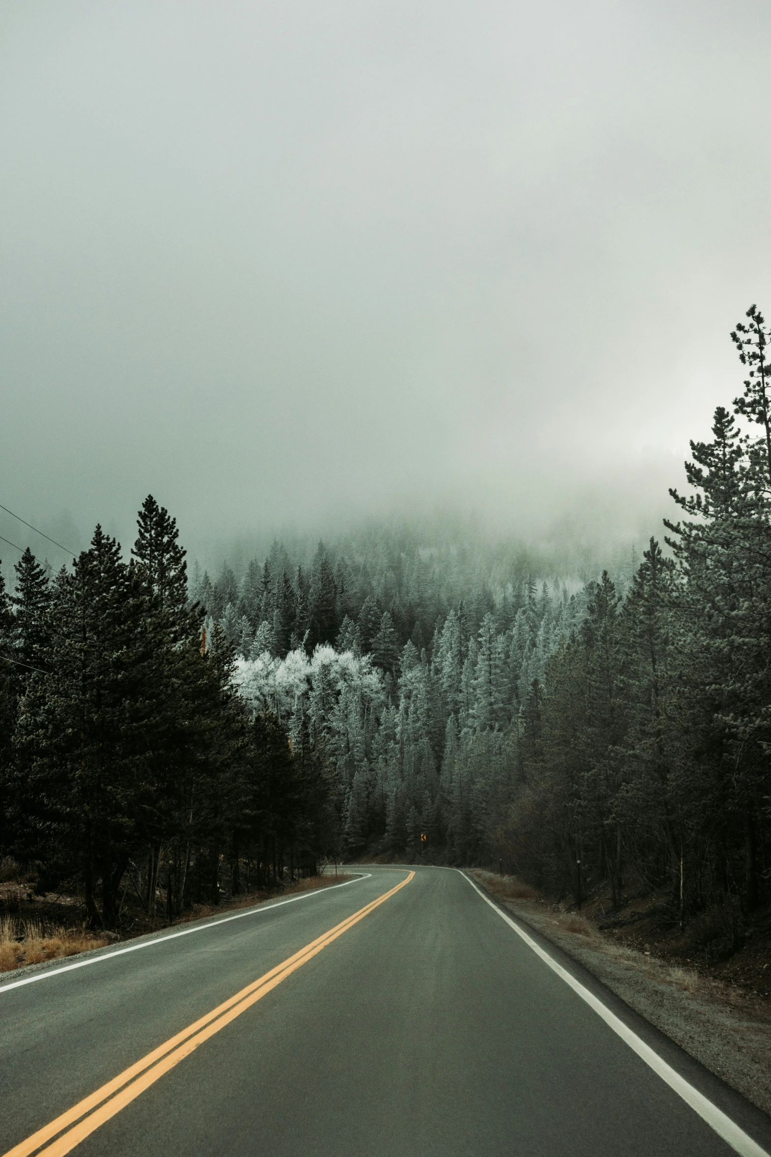 road surrounded by trees and mist on a cloudy day