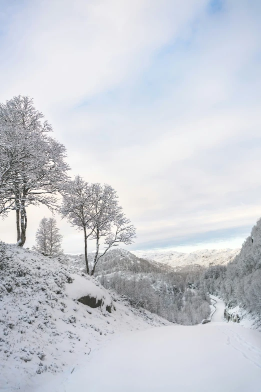 two trees stand on the top of a snowy hill