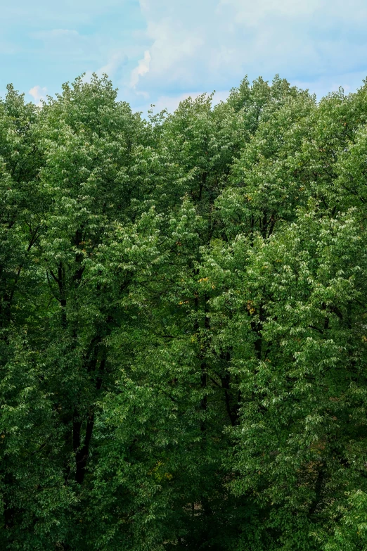 green trees and blue sky above them from an airplane