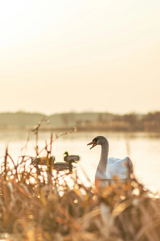 a swan and her chicks on the water