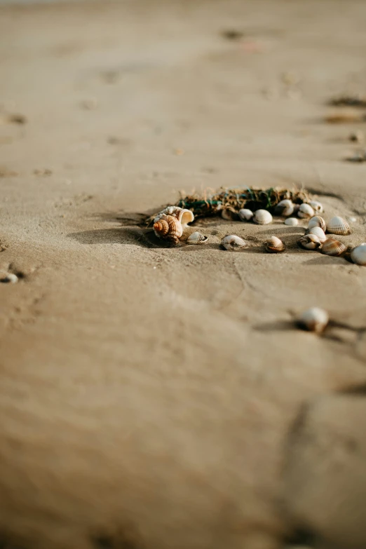 a cluster of shells on a sandy beach