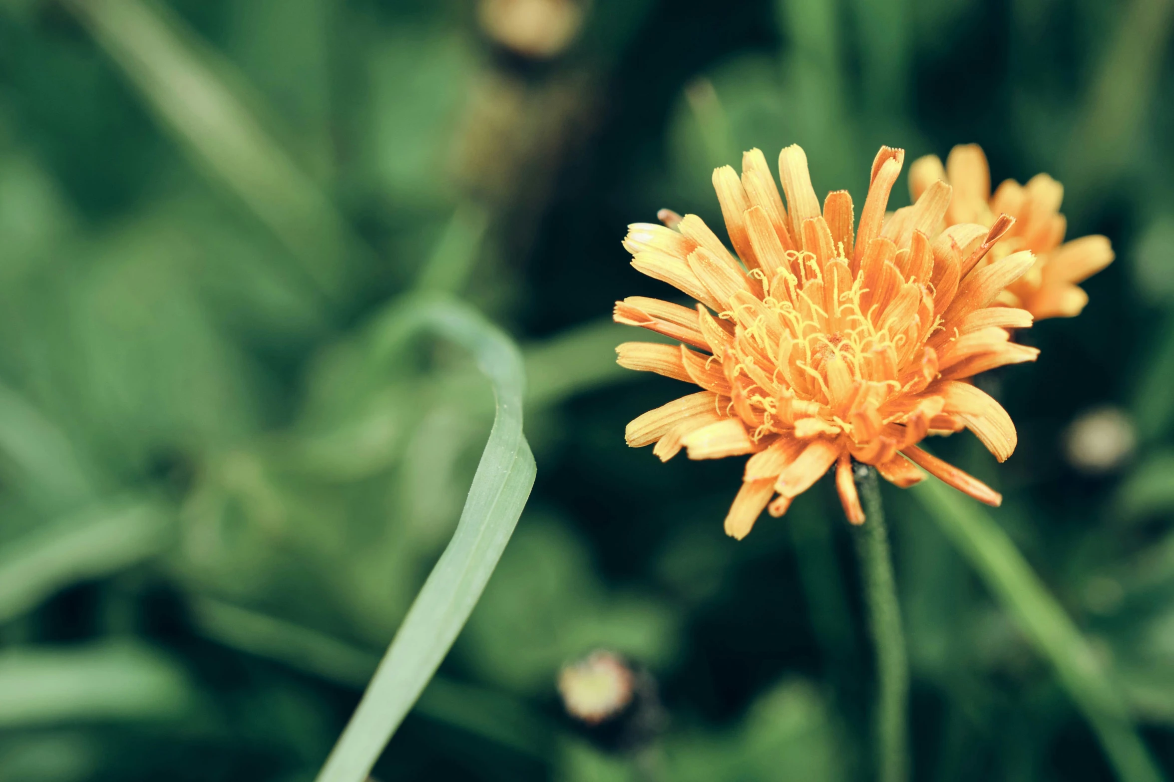 a yellow flower grows in the foreground with other green plants