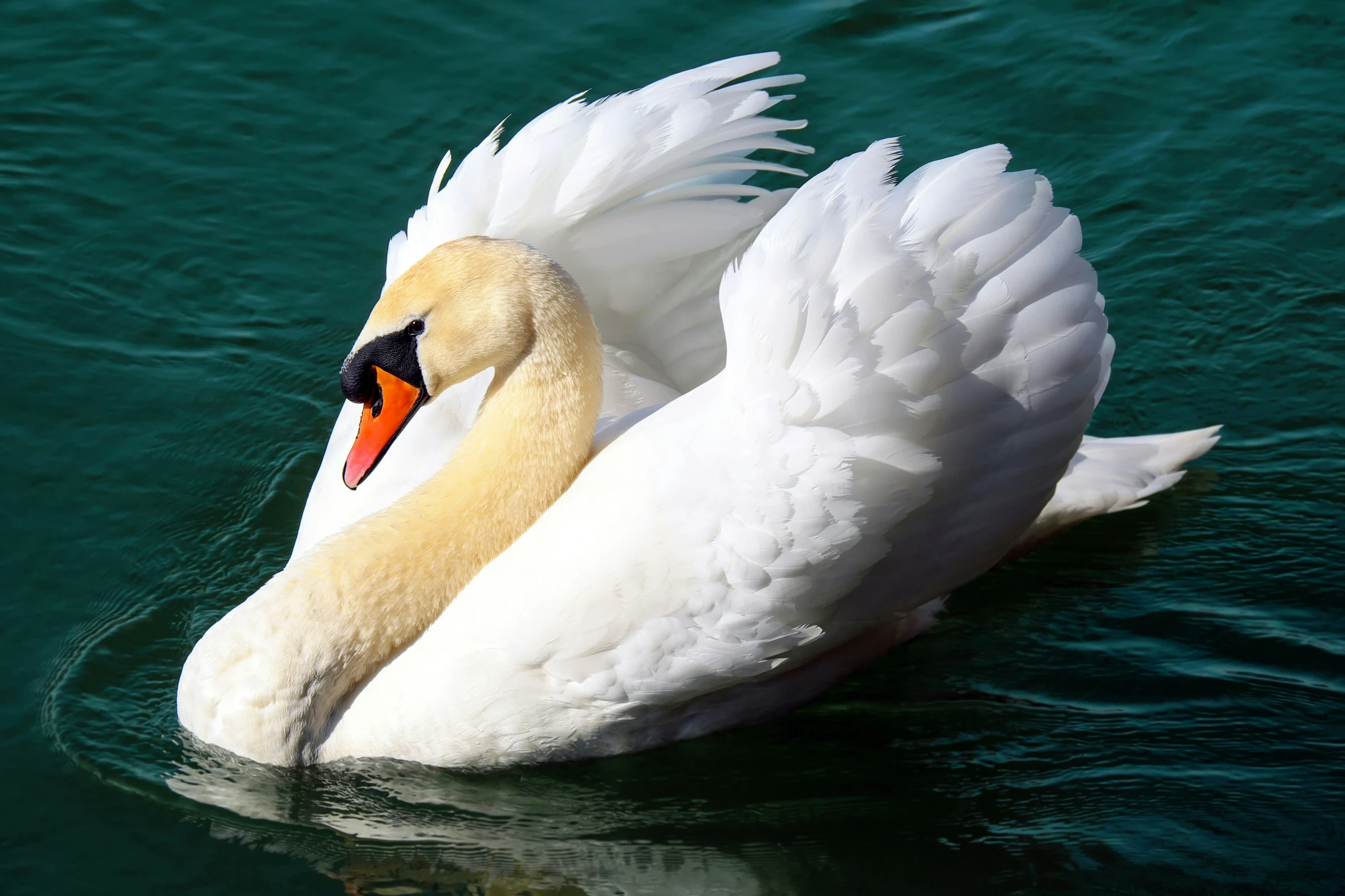 a swan swimming on top of the ocean