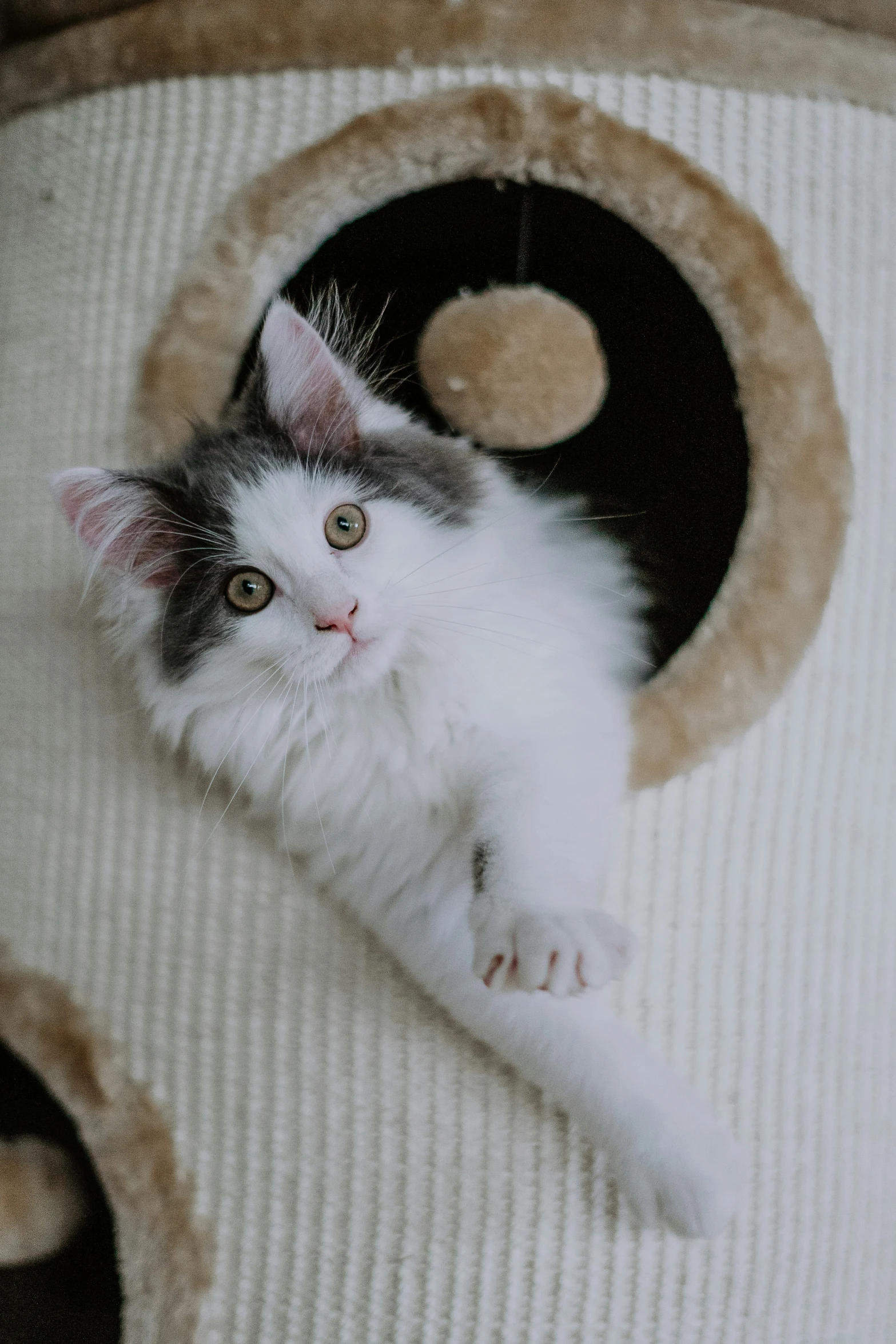 a cat sitting in a pet bed with its paw on the edge