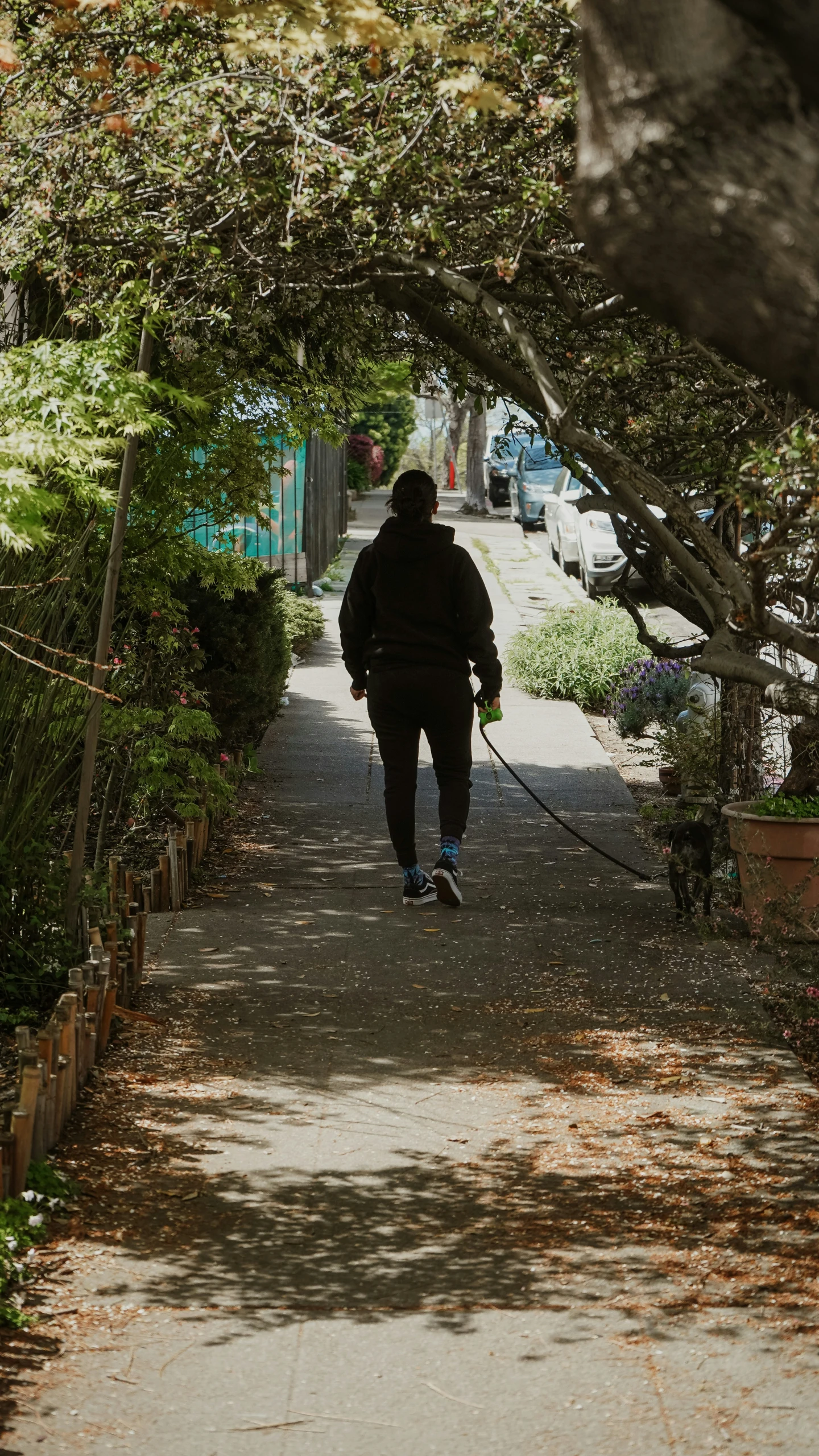 person walking their dog in the park, through a canopy of trees