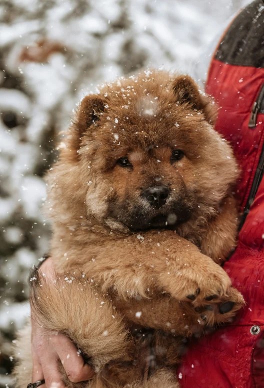 a person holding a chow chow in the snow