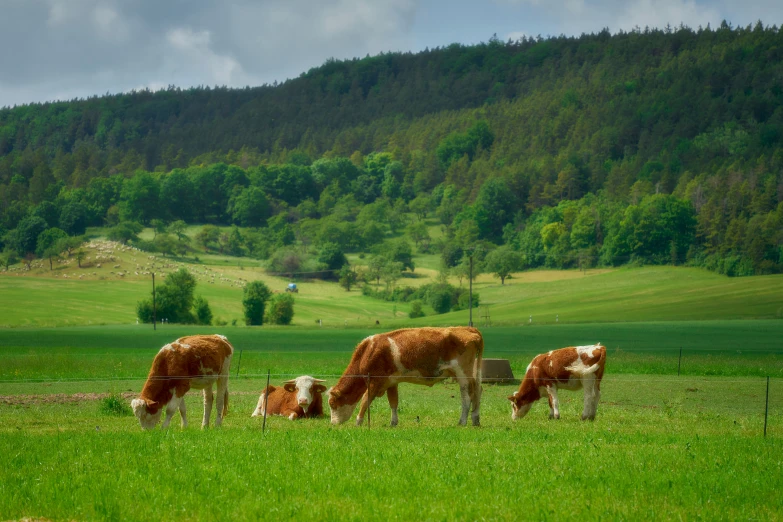 a group of cows grazing on some grass