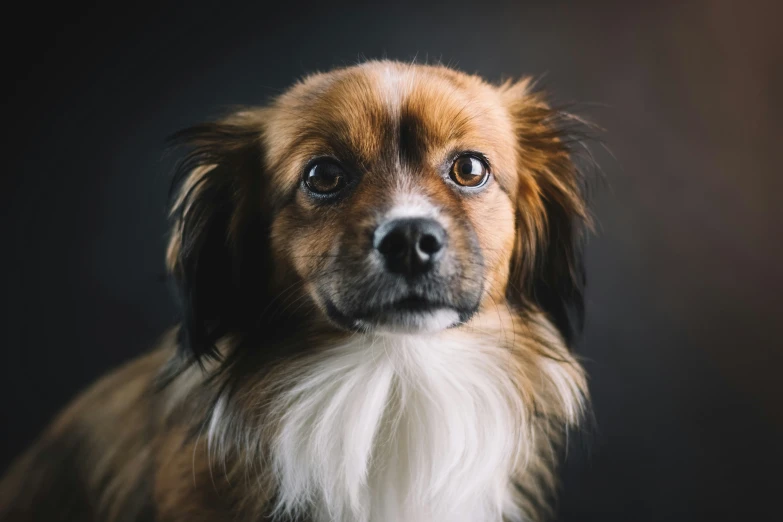 a close up view of a brown and white dog