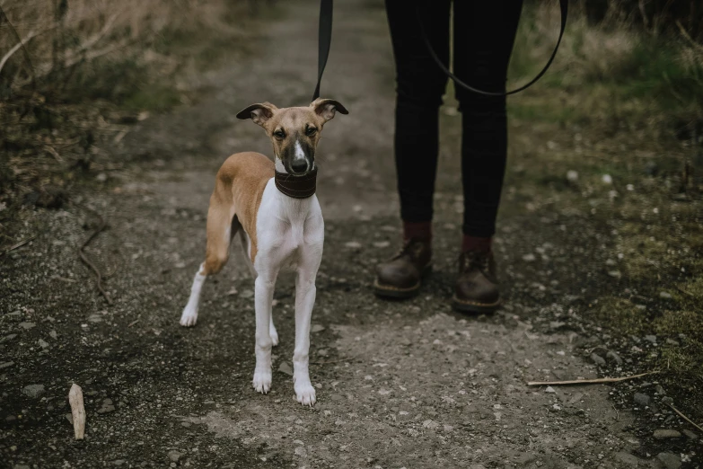 dog standing next to a woman on a trail