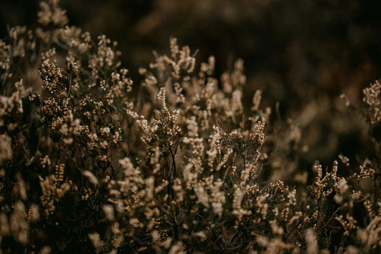 a plant with tiny flowers in it near a bush