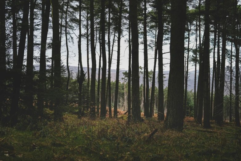 a group of tall trees that are in the grass