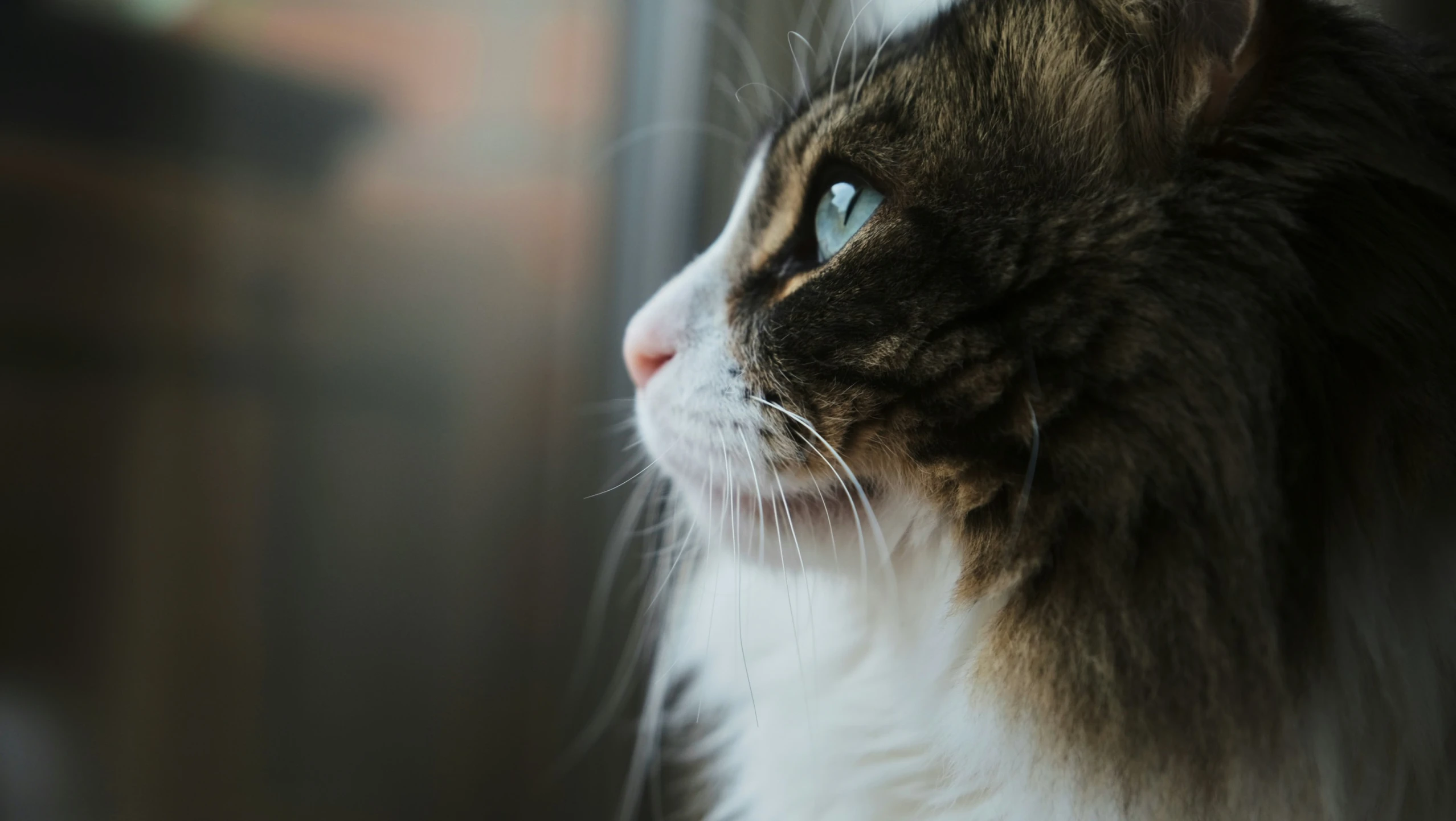 a cat with blue eyes looking out a window