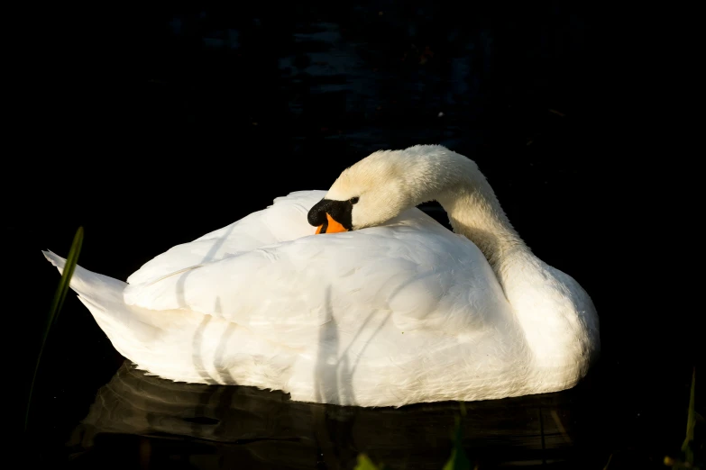 there is a white swan that is sitting on the water