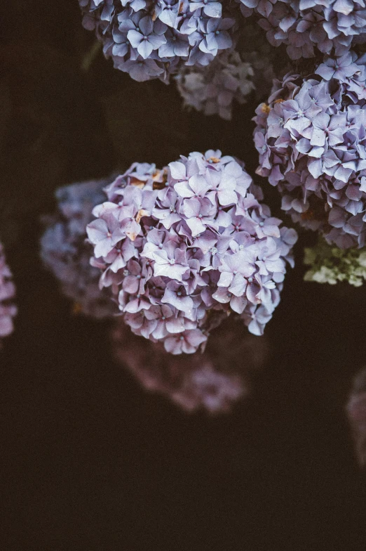 a bunch of purple flowers in a glass vase