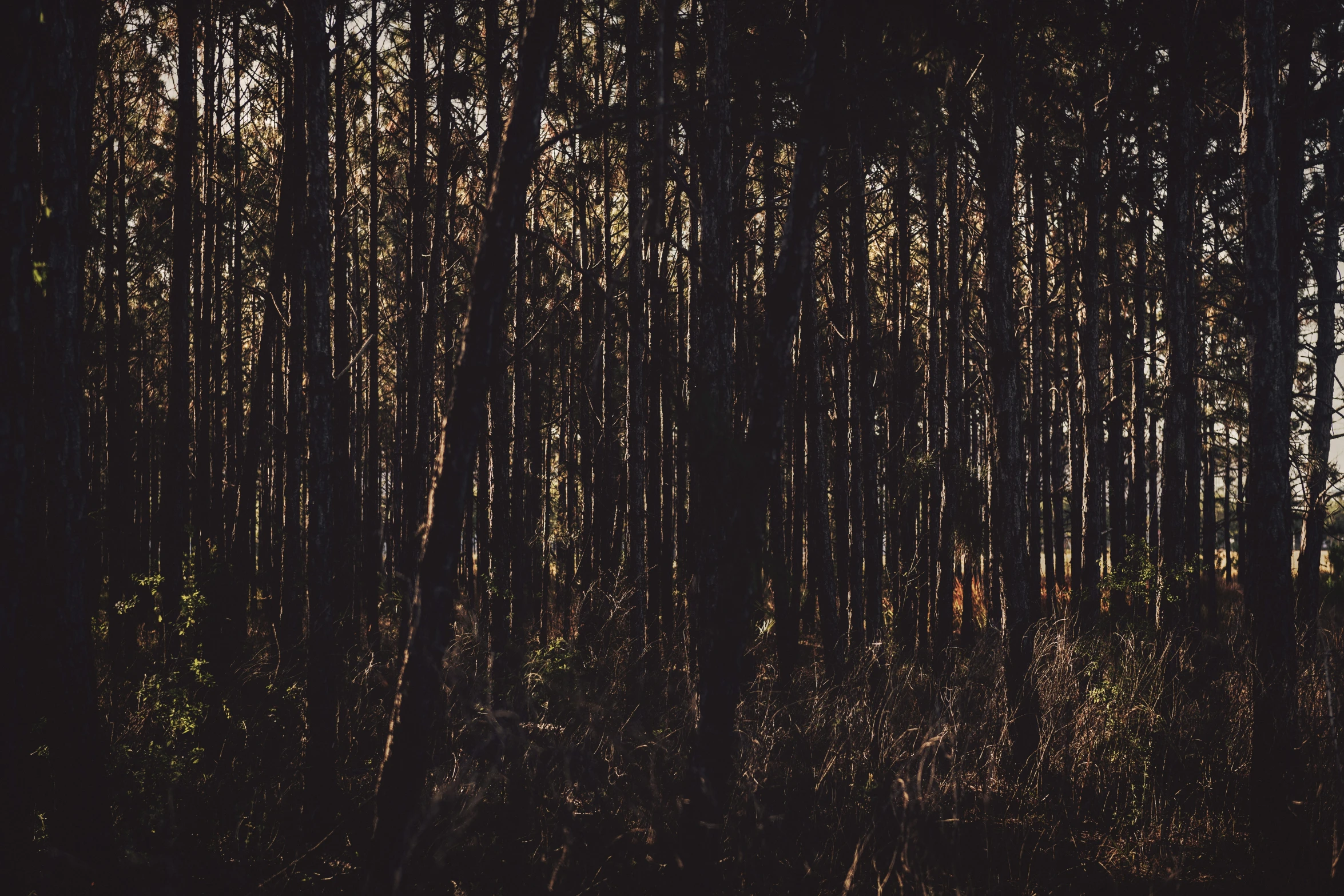 some very tall trees that are in a forest