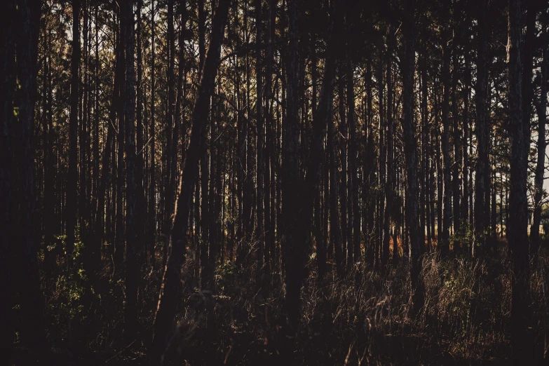 some very tall trees that are in a forest