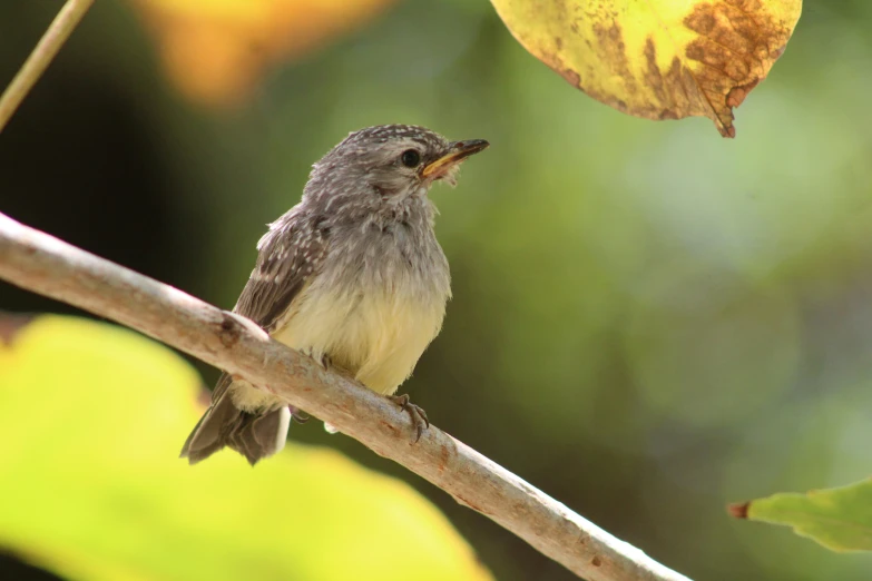 there is a small bird perched on a tree nch