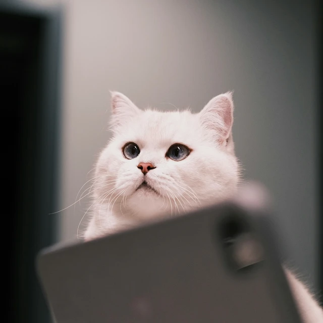 a white cat looking intently at someone