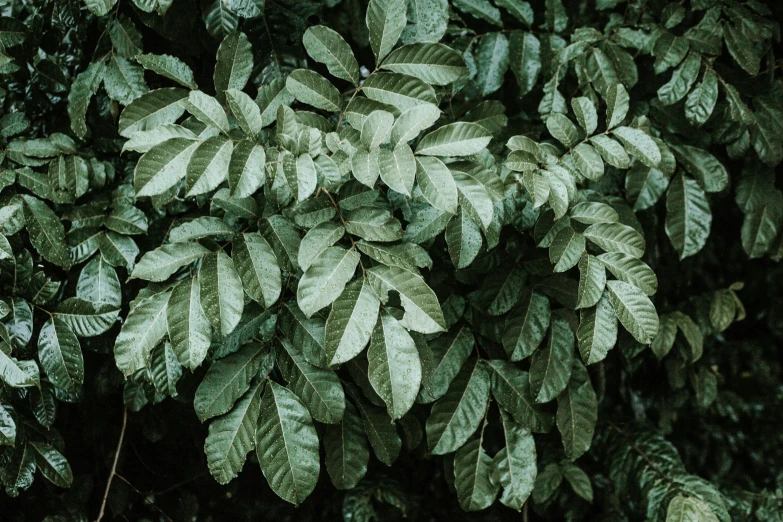 a group of green plants growing in a lush forest