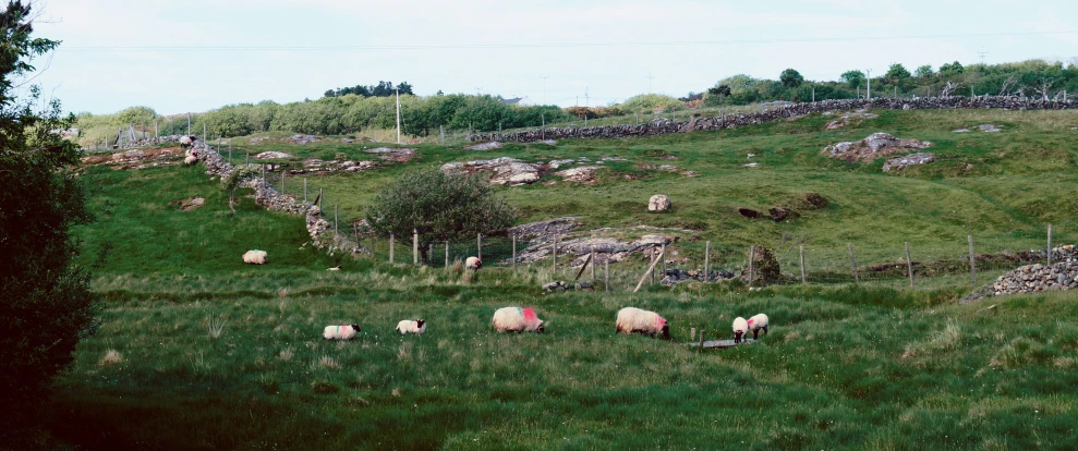 a group of sheep grazing in a field near a stone wall