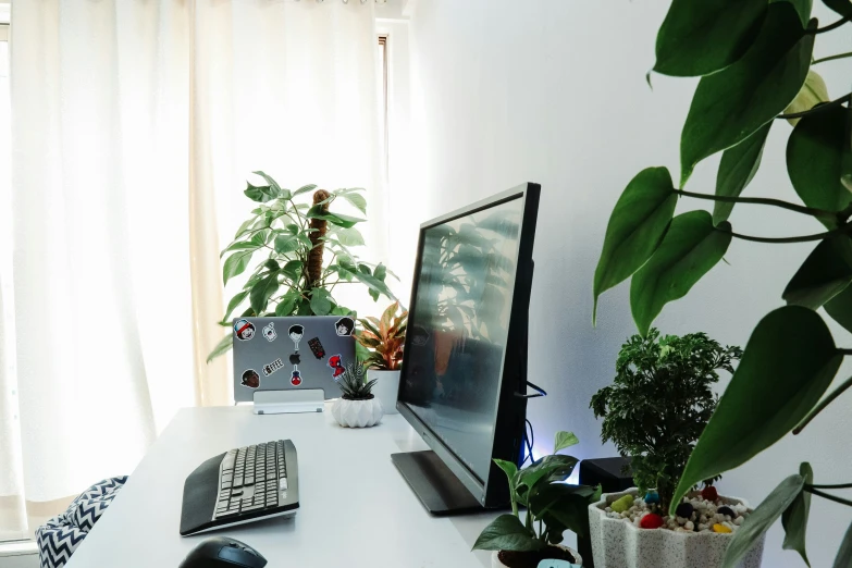 a white desk with two plants next to a monitor and keyboard