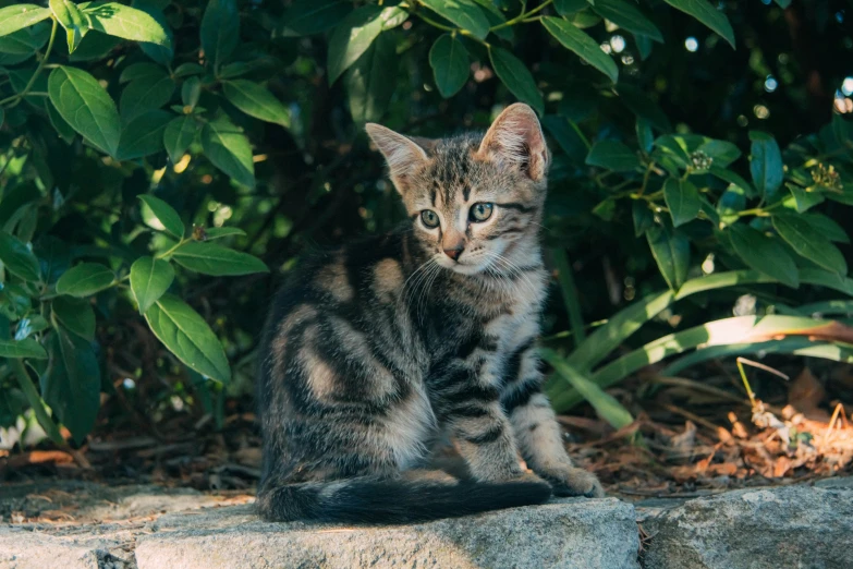 a kitten sits on the ground near some trees