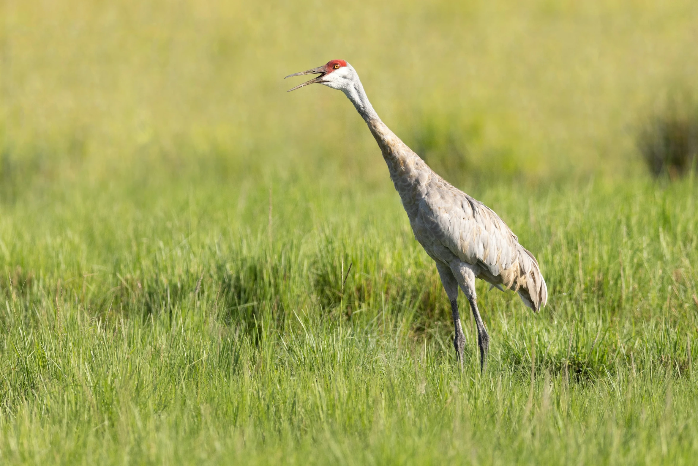 a crane walking through tall green grass in the wild