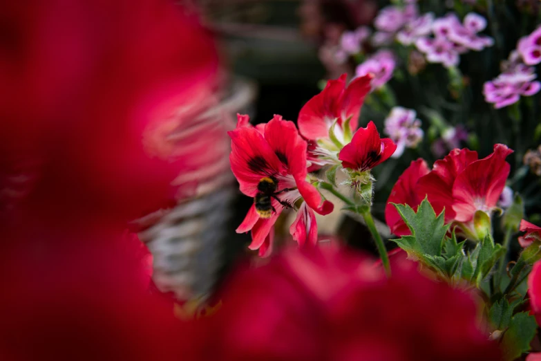 this is an image of flowers with pink and white petals