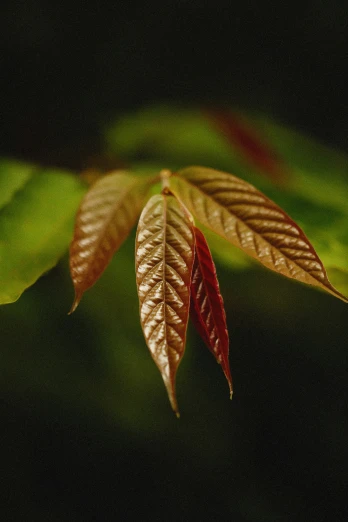 an image of a leafy plant in the dark