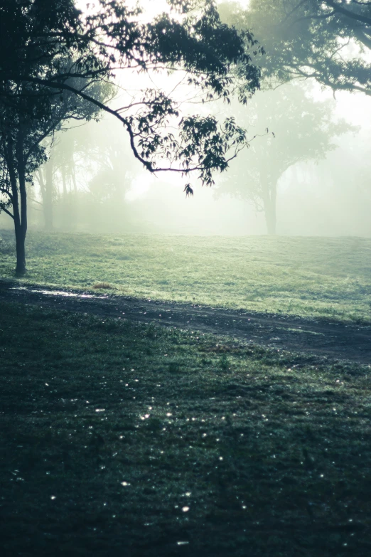 a tree stands in a park and it is full of fog