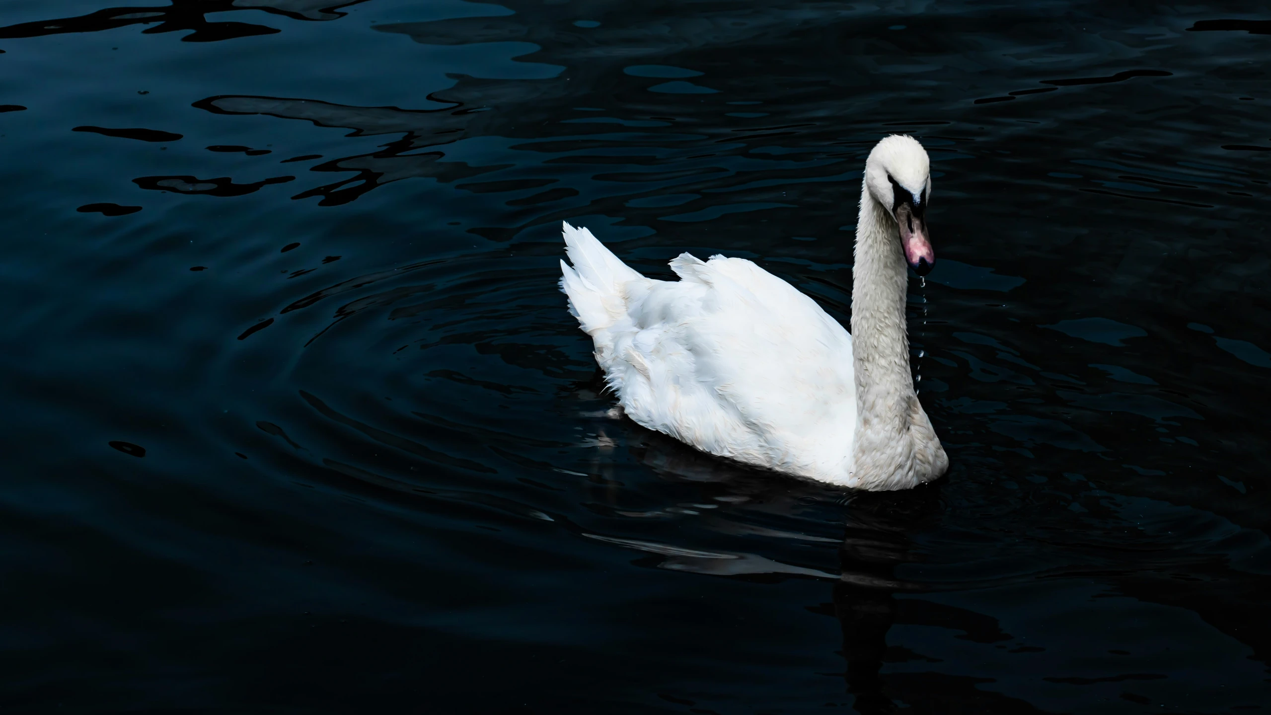 the white swan is swimming alone in the water