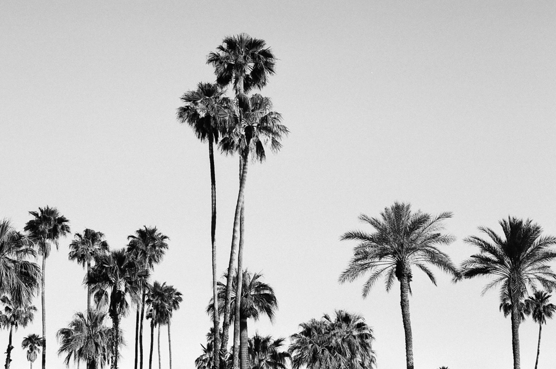 palm trees and buildings at the beach in black and white